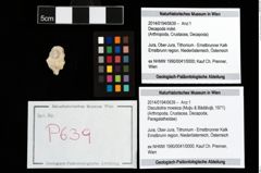 Foto (Objekt + Etikett) von Discutiolira moesica (Muţiu & Bădăluţă, 1971)  (NHMW-GEO-2014-0194-0639)